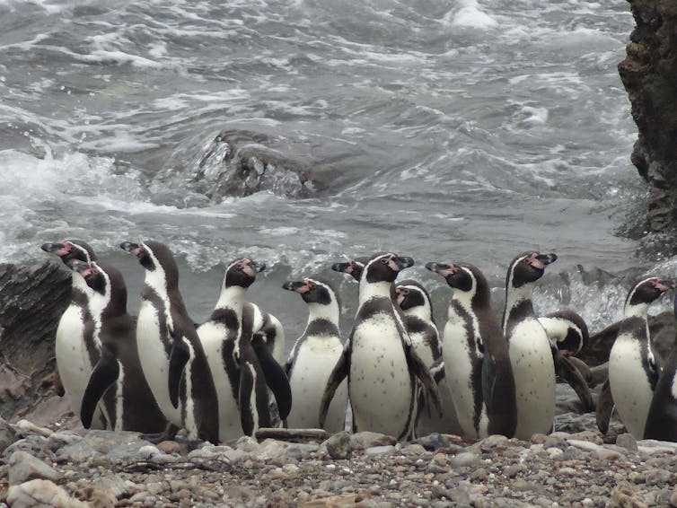 Humbolt penguins live in South America, in Chile and Peru.