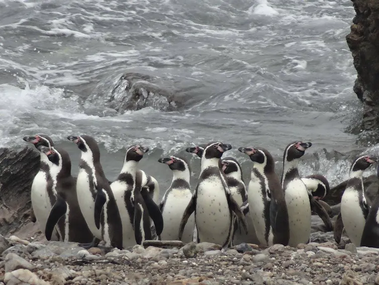 Humbolt penguins live in South America, in Chile and Peru.