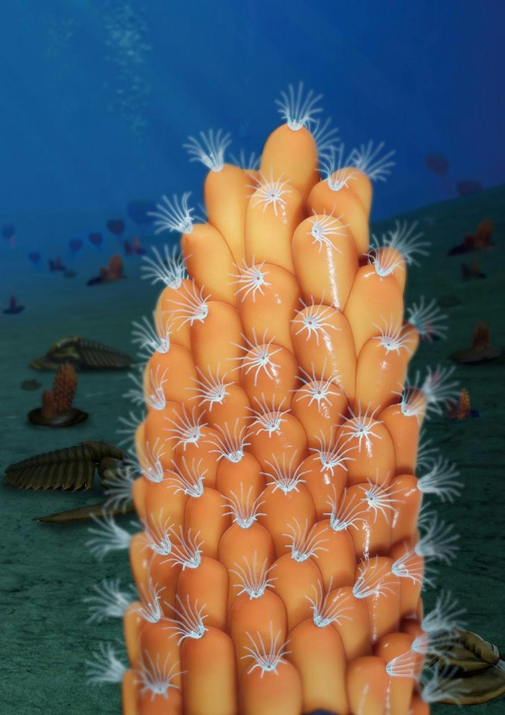 The bryozoan mystery: a new look at an old fossil reveals the origin of