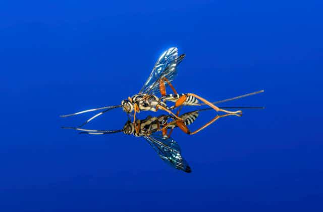 An Arotes decorus — a parasitic wasp — on a blue background