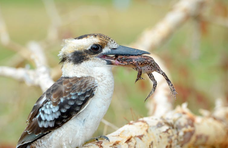 a kookaburra eating a cane toad