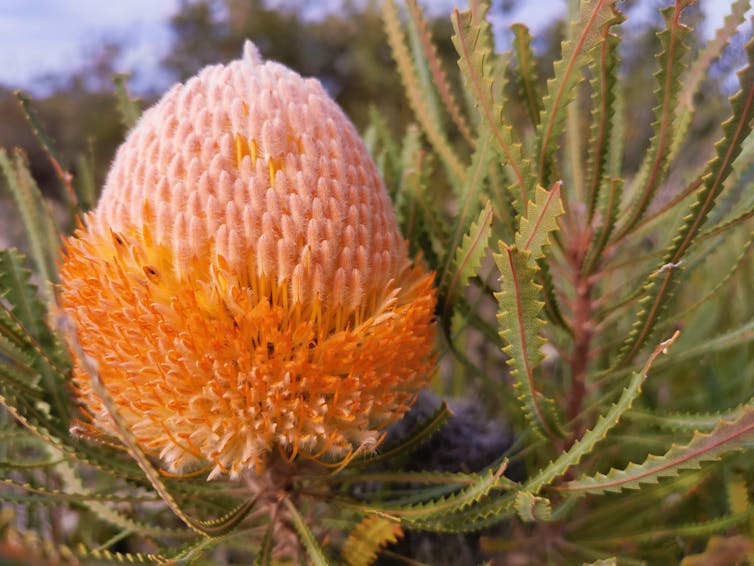 Banksia in flower