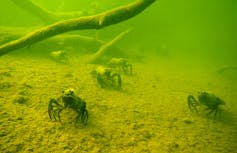 Freshwater crayfish - marron - moving through fresh water