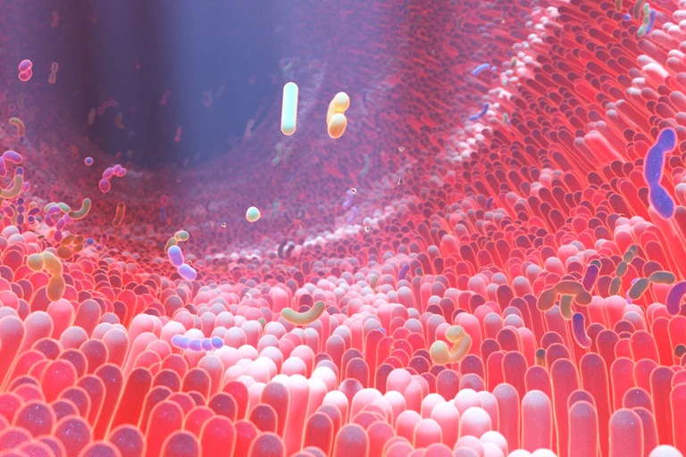 Vue 3D du microbiote intestinal, avec ses bactéries.