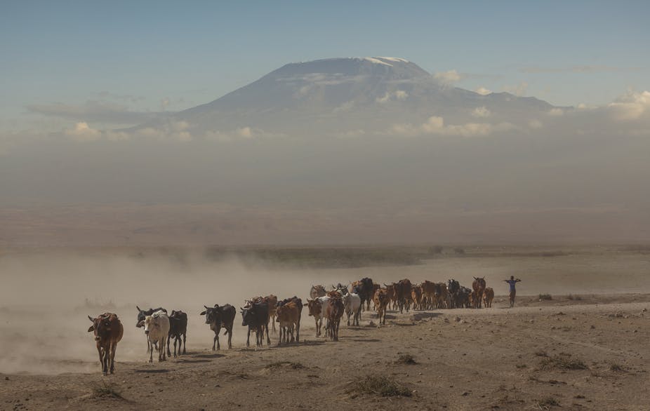 A line of cattle walking across a dusty landscape with a mountain in the background 