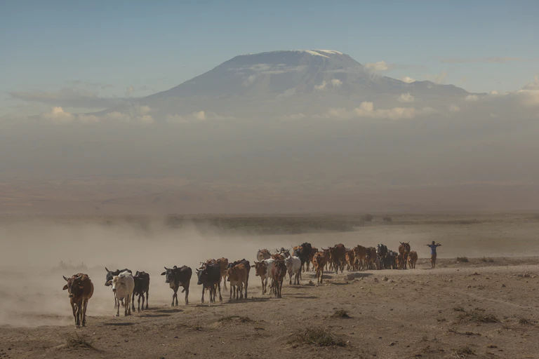 A line of cattle walking across a dusty landscape with a mountain in the background