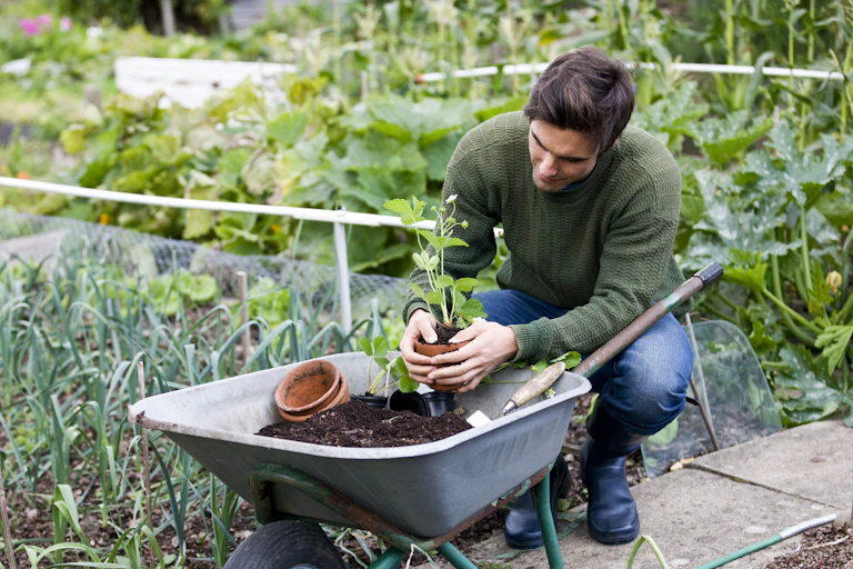 A man in an allotment