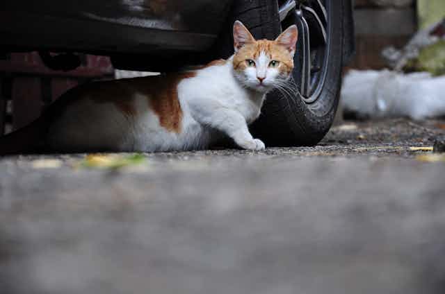A ginger and white cat emerges from under a car.