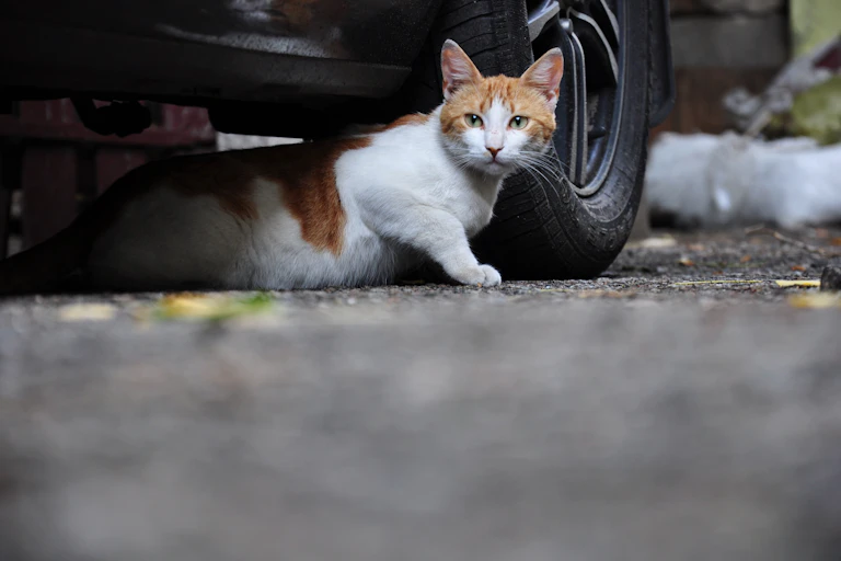 A ginger and white cat emerges from under a car.