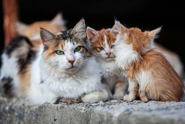 A mother cat with kittens.