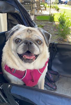 old pug dog in a stroller and harness