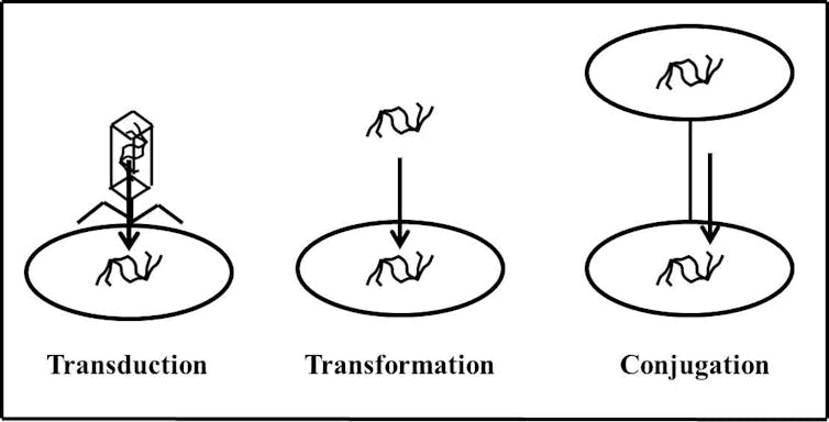 Diagram of bacterial horizontal gene transfer types.
