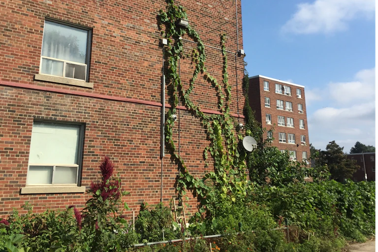 A red brick building with a row of foliage along its base, with vines climbing to the third floor.