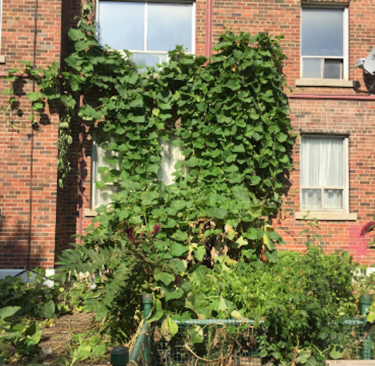 Green vines growing up the side of a red brick building