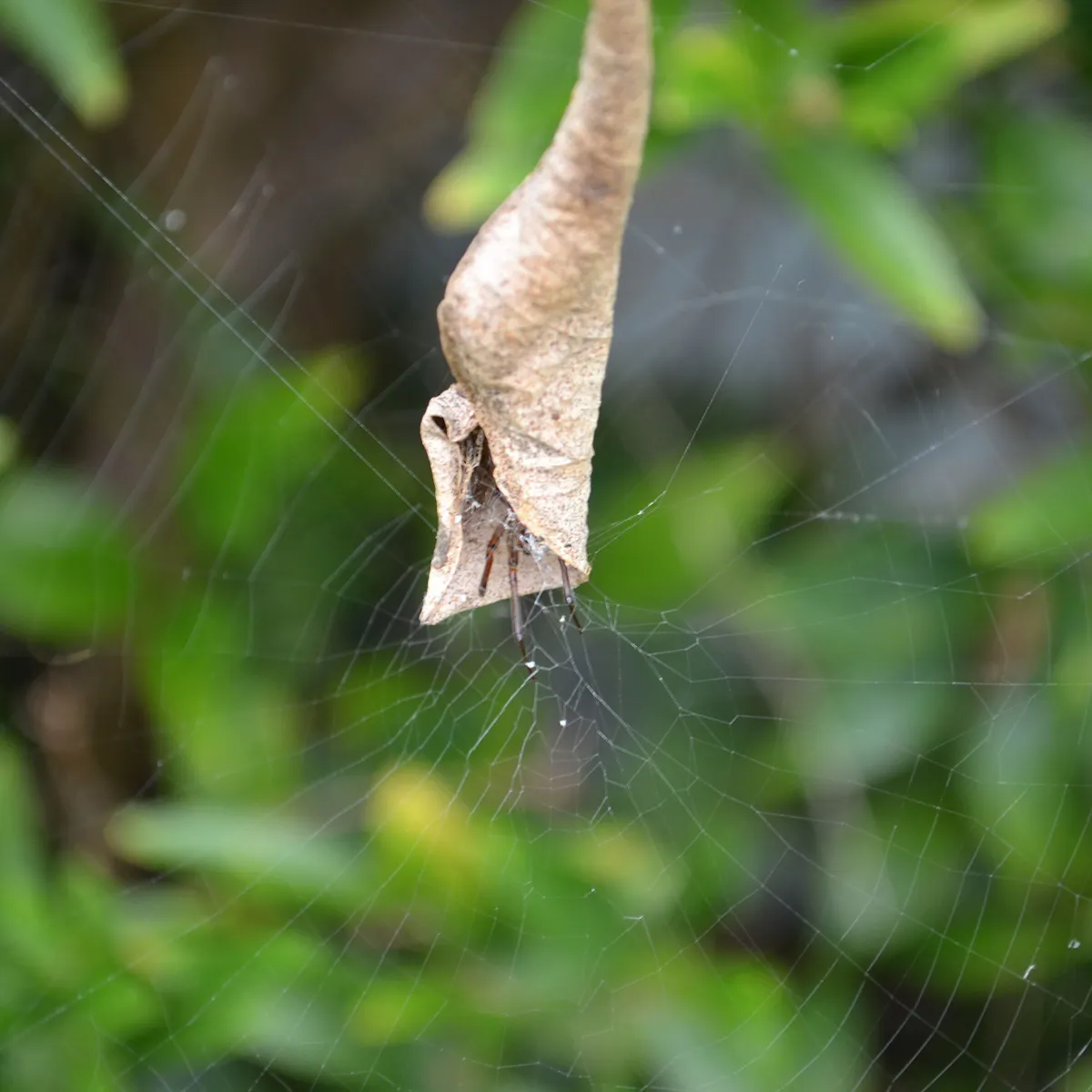 Leaf At First Sight How Leaf Curling Spiders Pair Up And Build A Family Home Leaf At First Sight How Leaf Curling Spiders Pair Up And Build A Family Home