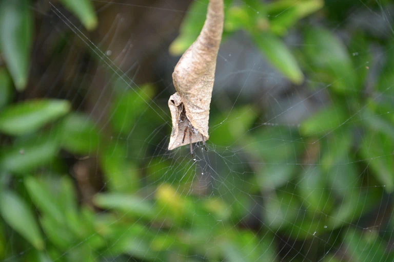 A leaf curling spider is in a garden.