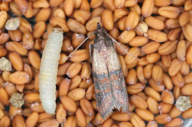 A pantry moth and a caterpillar rest on some grain.