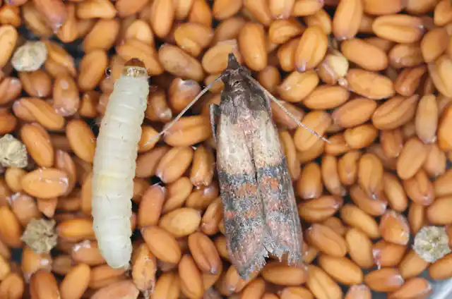Where Do Kitchen Moths Come from? Unveil Their Origins!