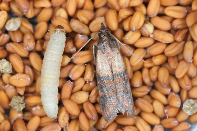 A pantry moth and a caterpillar rest on some grain.