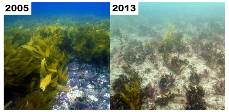 Comparative pictures of a kelp forest before and after a heatwave