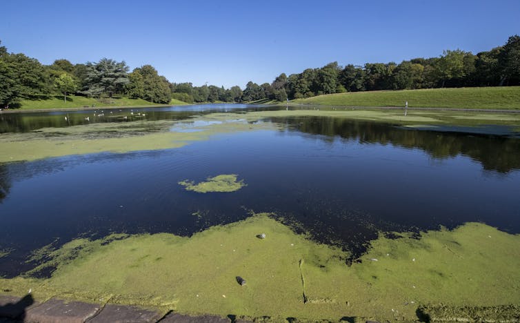Blue-green algae bloom on surface of lake with trees in the distance.