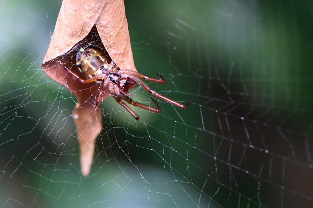 Leaf At First Sight How Leaf Curling Spiders Pair Up And Build A Family Home Leaf At First Sight How Leaf Curling Spiders Pair Up And Build A Family Home