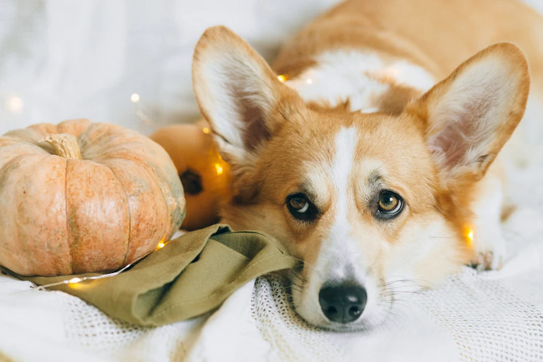 Brown and white corgi puppy lying on white textile