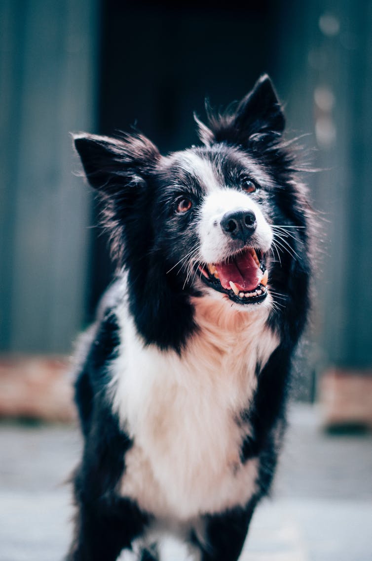 Long-coated black and white dog during daytime
