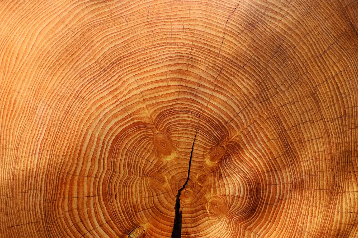How using tree rings to look into the past can teach us about the ...