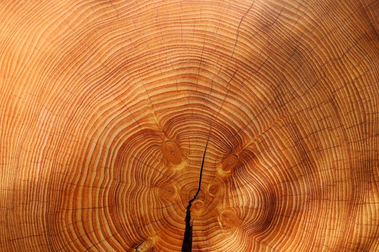 A cross-section of a tree trunk showing its rings