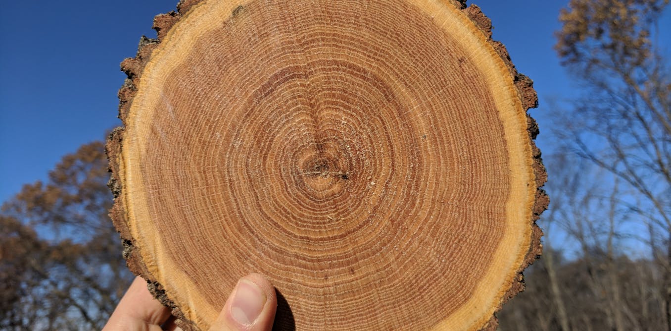 How using tree rings to look into the past can teach us about the ...