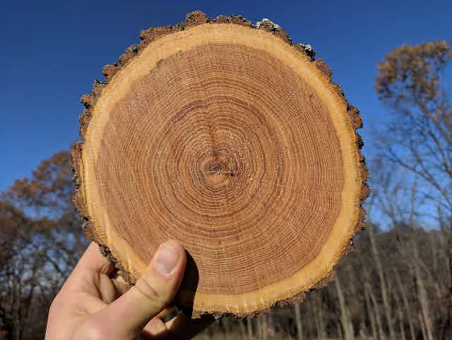 rijm precedent Hilarisch How using tree rings to look into the past can teach us about the climate  changes we face in the future