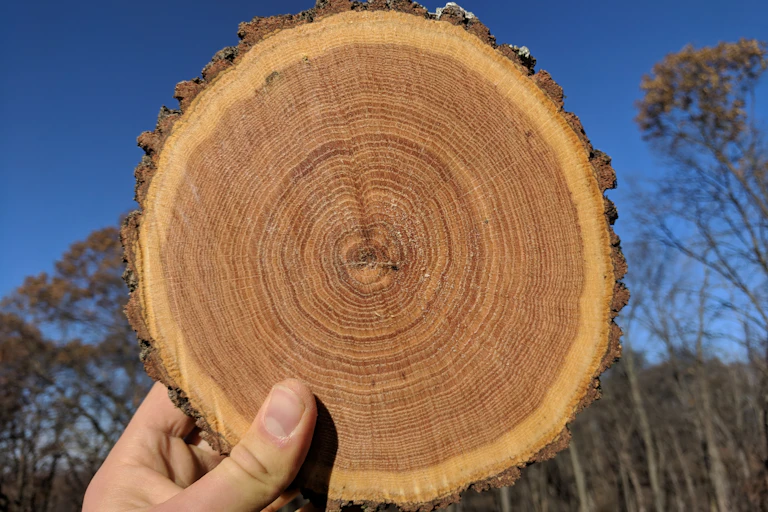 A person holds up a cross-section of a tree trunk