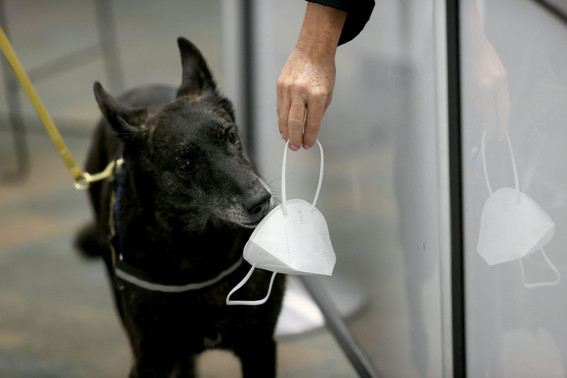 Dogs Can Be Trained To Sniff Out COVID-19 – A Team Of Forensic ...