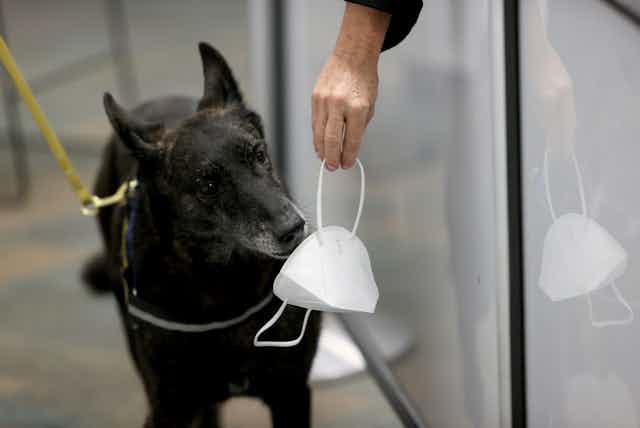 One Betta, a Dutch Shepard, sniffs a mask for the scent of COVID-19 at Miami International Airport on September 08, 2021 in Miami, Florida. 