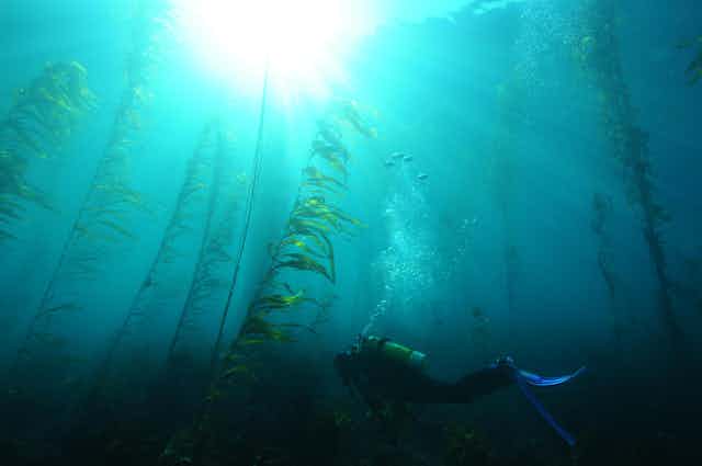 scuba diver swimming through underwater forest