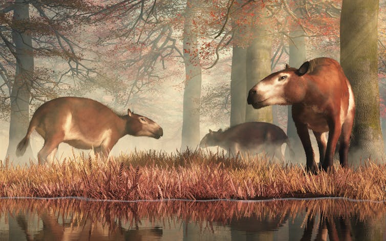 Small animals in a forest