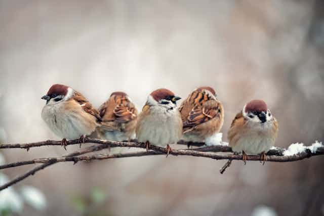 Group of sparrows on a branch.