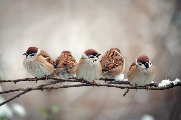 Group of sparrows on a branch.