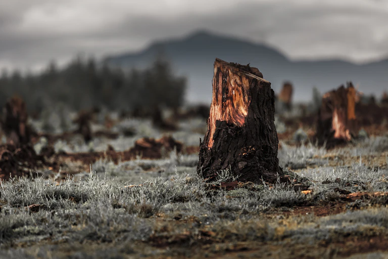 A tree stump in a forest clearing.