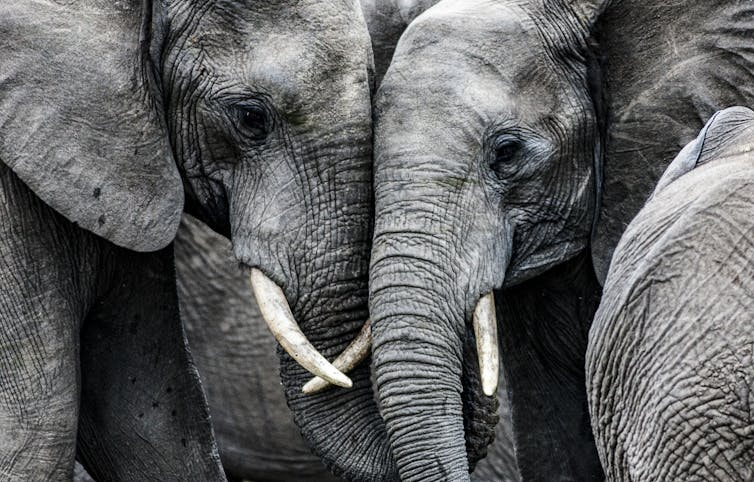 Two elephants.