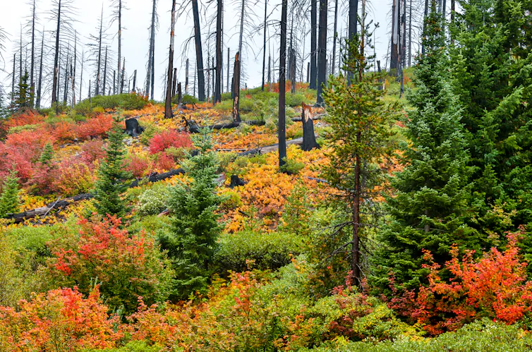 Charred, dead trees in the background give way to shrubs and young fir trees.
