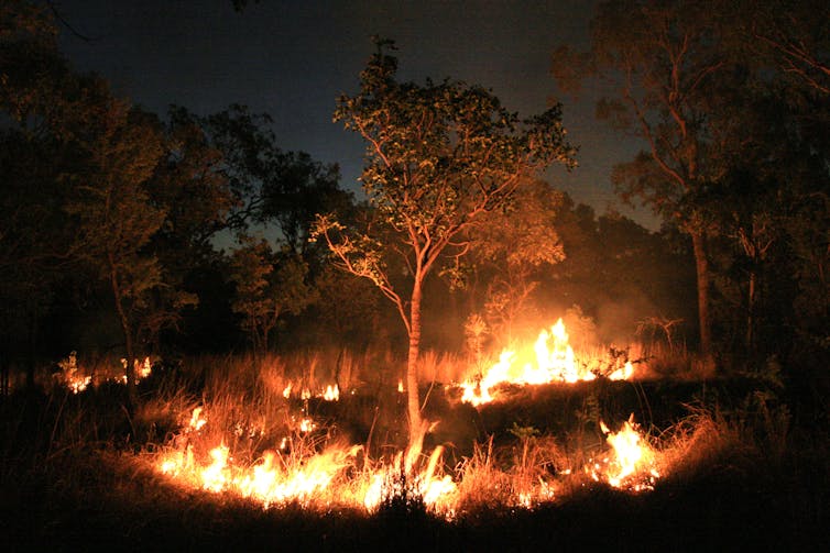 ring of fire surrounds tree