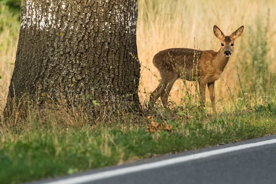 A deer standing beside a road next to a tree