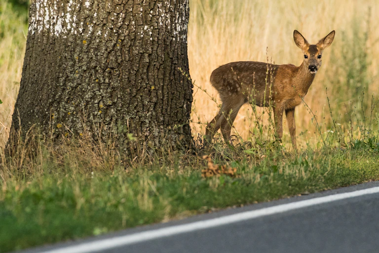 A deer standing beside a road next to a tree