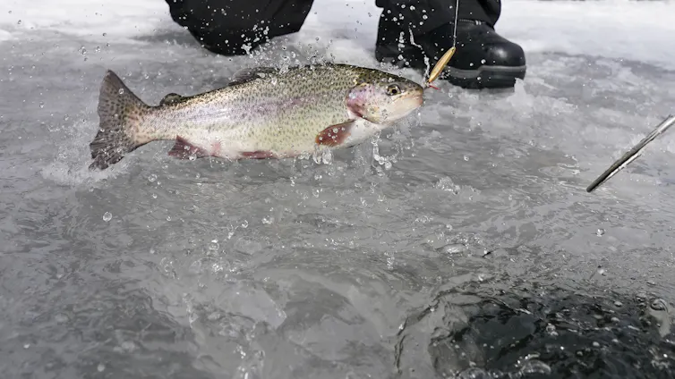A fish pulled out of the frozen lake.