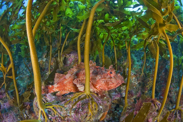 Golden kelp forest