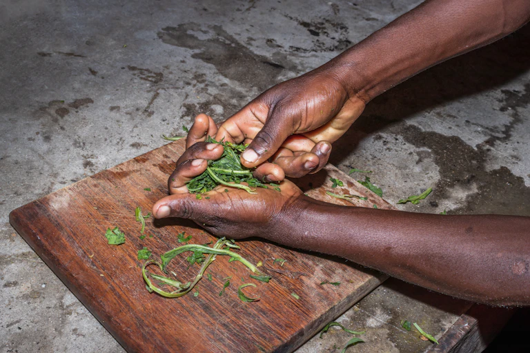 A man's hands are pictured holding some leaves and stalks, crumbling bits of a plant between his fingers.