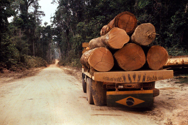 A flatbed truck loaded with felled trunks.