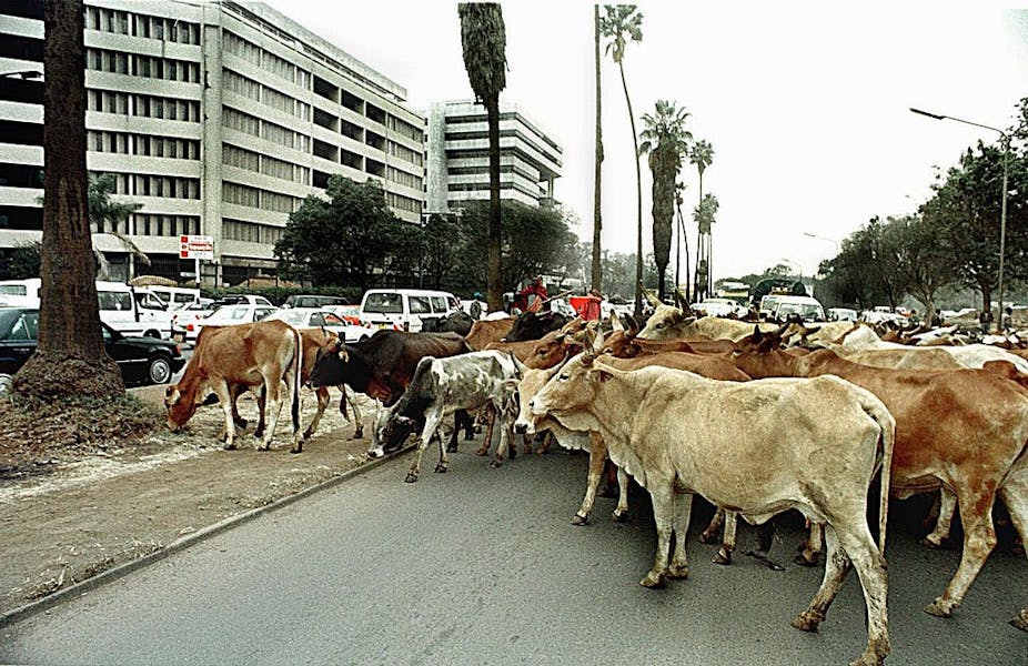 Herd of cattle in the road in a city